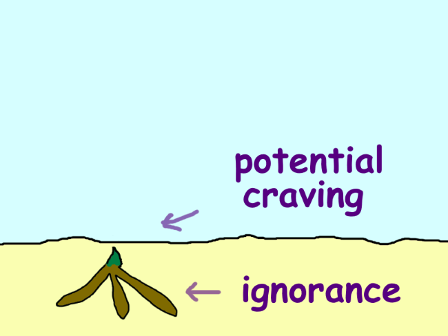 A root developing a small sprout. The root is labeled ‘ignorance’, the sprout ‘potential craving’.