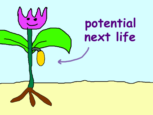 A plant with a seed hanging off. The seed is labeled ‘potential next life’.